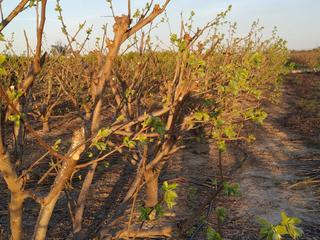 Finca rústica a Rust. poligon 22 cotes 34